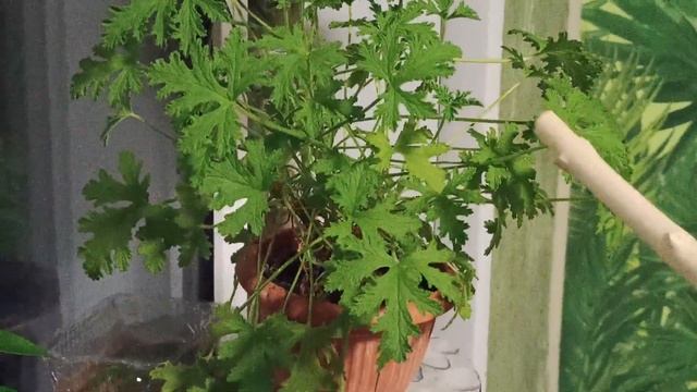 Мои комнатные цветы декабря. Хвастаюсь новинками смотреть онлайн