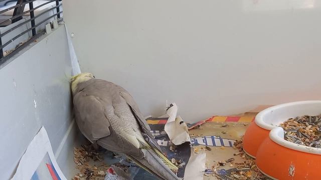 ПОПУГАИ КОРЕЛЛА! СМОТРЕТЬ ДО КОНЦА! ОЧЕНЬ СМЕШНО! смотреть онлайн