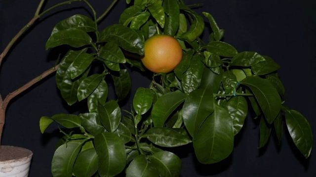 как вырастить грейпфрут из косточки в домашних условиях смотреть онлайн