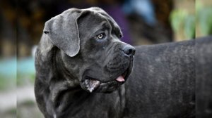 Кане корсо. Плюсы и минусы, Цена, Как выбрать, Факты, Уход, История