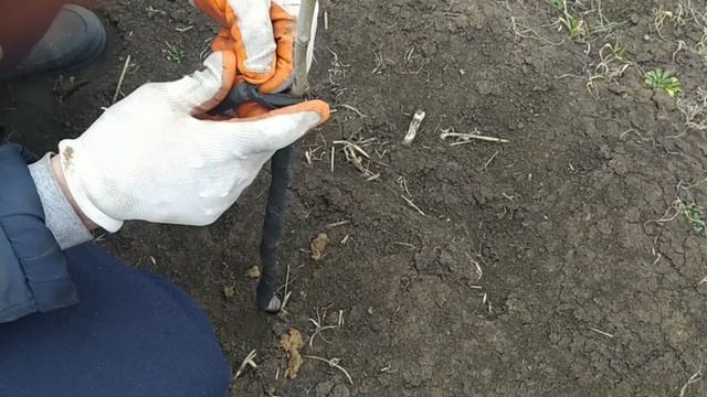 Как защитить деревья от зайцев. Наши ошибки. смотреть онлайн