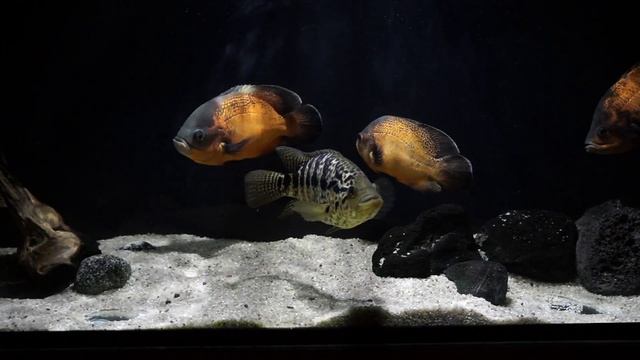 диодное освещение в аквариуме смотреть онлайн