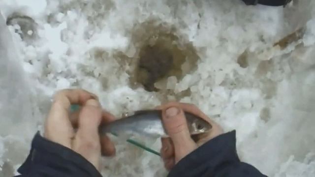 Открываю тайну отличной насадки для зимней рыбалки ЛУЧШЕ,МОТЫЛЯ,ЧЕРВЯ,ОПАРЫША! Рыбакам смотреть! смотреть онлайн