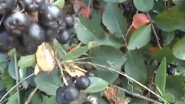 Ягодный сад. Сад в сентябре. Фундук в Новосибирске смотреть онлайн