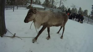 Олени на стойбище ханты