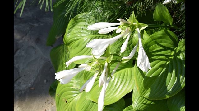 Хаджох Утро в гостевом доме У Реки фото