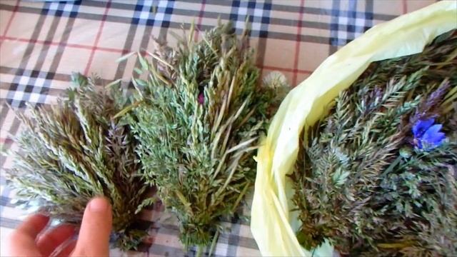 КАК ХРАНИТЬ СВЕЖУЮ ЗЕЛЕНЬ ДЛЯ ПОПУГАЯ ДОМА. смотреть онлайн