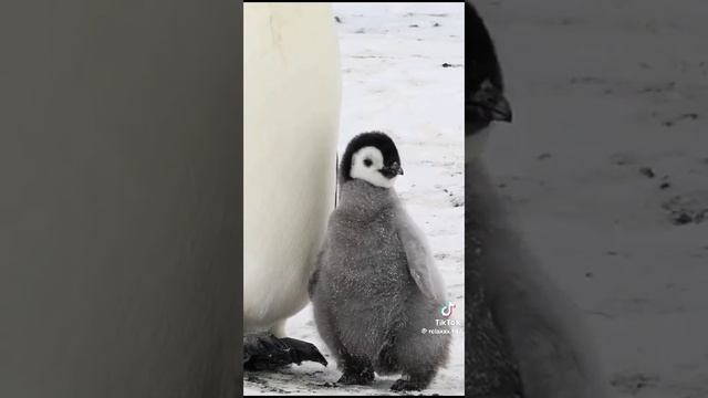 Я маленькая снежинка в этой бур?❄️. смотреть онлайн