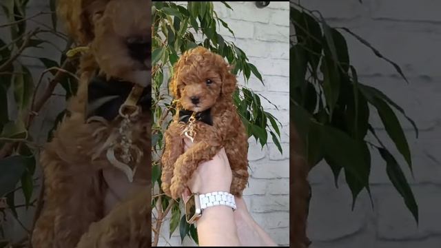 0253ae6e-28db-4566-a14d-48582d2555ff