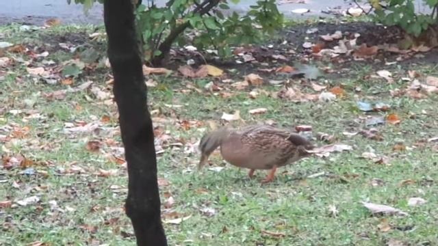 Утки едят жёлуди смотреть онлайн