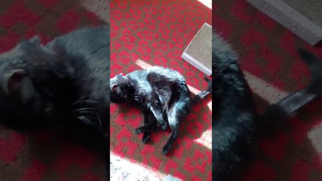 Мой котэ Барсик 💖 Через месяц юбилейчик - 3 года будет, Алла Бирсэ, а приютила его 2х месячным. Ну, смотреть онлайн