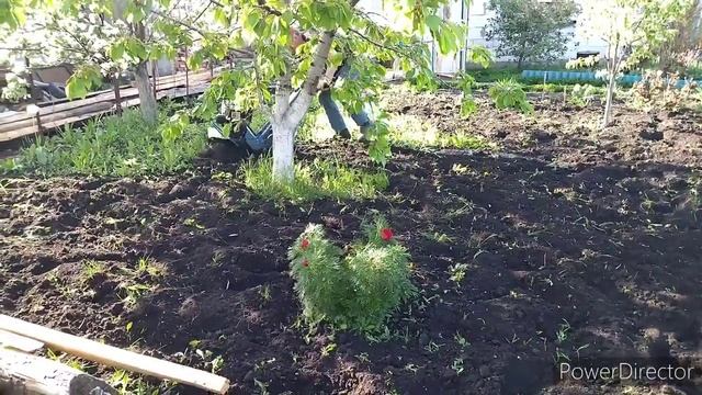 Мотокультиватор "Крот" или мотоблок "Нева", сравним что для чего. смотреть онлайн