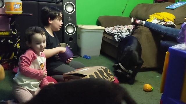 Our Puppies React to Their First Subscription Bark Box & Test the Toys & Treats! смотреть онлайн