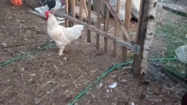 Красавцы петухи. смотреть онлайн