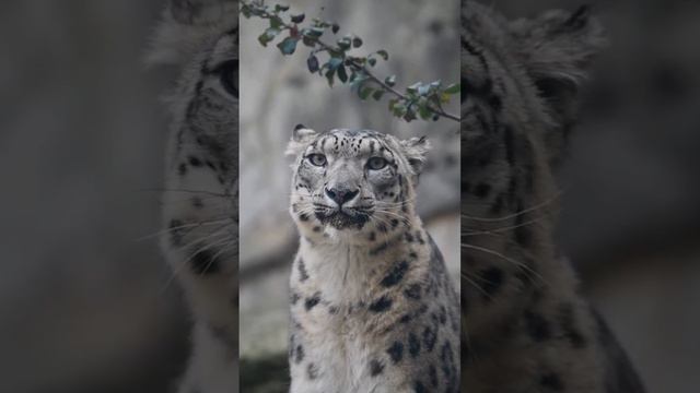 На сегодня все ! До завтра !!! Сейчас - отбой/Снежный барс – животное невероятной красоты и грации смотреть онлайн