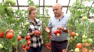 Новые Гибриды Томатов для Посадки в 2021. ГИБРИД ПОЖАРСКИЙ F1