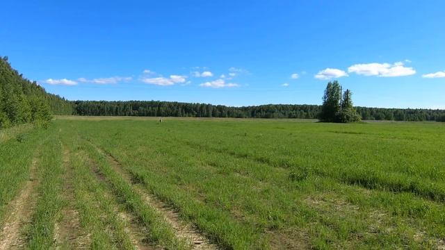 ПЯТНИСТЫЙ ОЛЕНЬ в поле!! смотреть онлайн