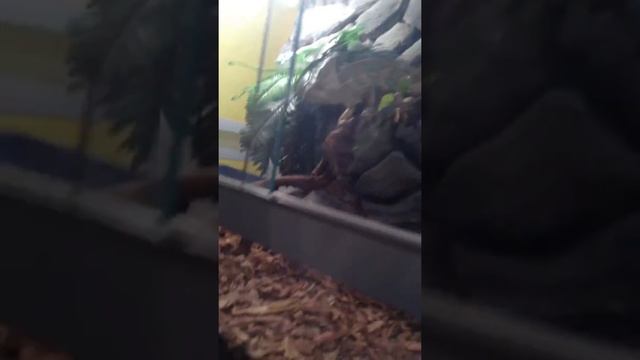 Контактный зоопарк. Вгости к ручным животным в Контактный Зоопарк.