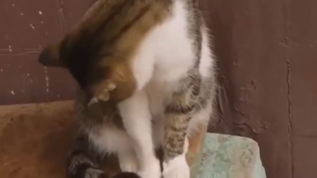 Любимые кошки, Познавательные факты о кошках смотреть онлайн