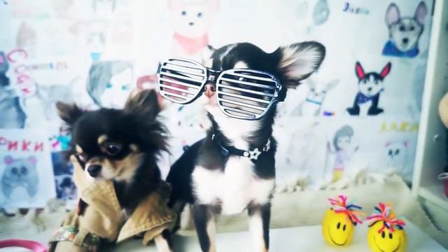 Все песни и клипы волшебных питомцев!🔮(фан Ани Меджик) смотреть онлайн