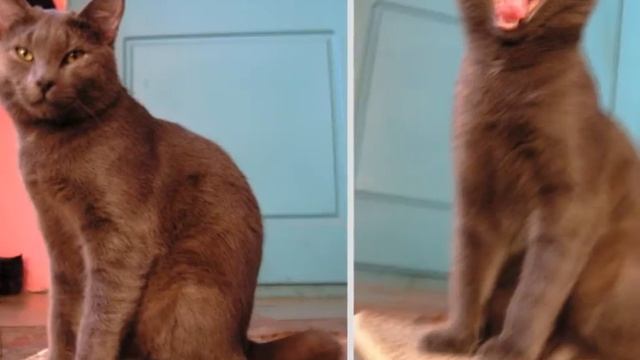 Самый сладкий кот / The sweetest cat