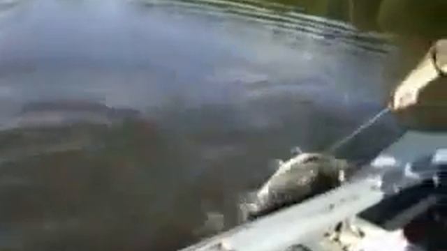 рыбалка ловля сома весом 60 кг и 195 см длинной смотреть онлайн