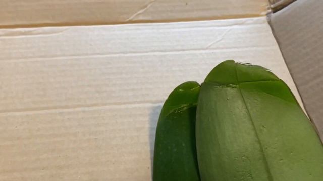 Орхидеи. Посылка 📦😊 смотреть онлайн