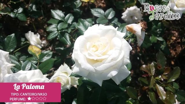 Rosa La Paloma ? смотреть онлайн