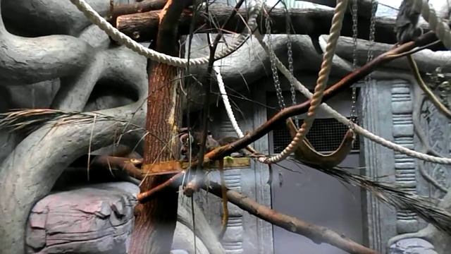 Тамарин императорский смотреть онлайн