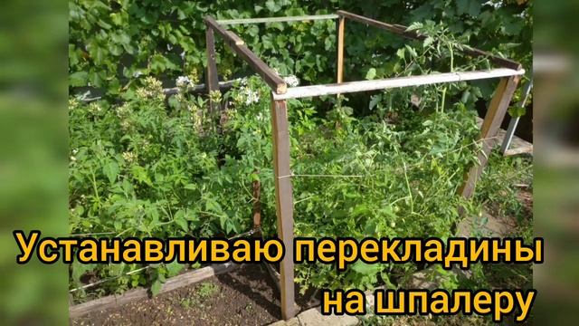 Огород. Выращивание нута, помидоров, баклажанов и других овощей. смотреть онлайн