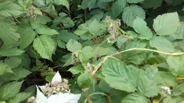 Растение-паразит (повилика). Как бороться? ! смотреть онлайн