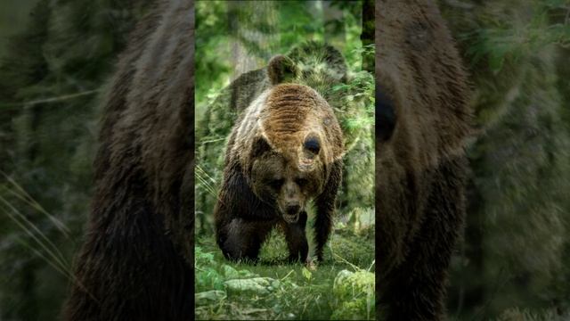 Не тревожьте медведя... смотреть онлайн