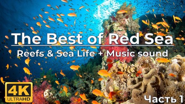 The Best of Red Sea Underwater in 4K - Colorful Reefs & Sea Life + Music pt.1