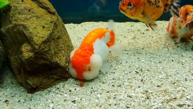 My Ranchu Goldfishs смотреть онлайн