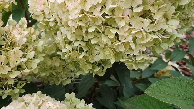 Обзор карликовой гортензии Бобо / HYDRANGEA BOBO смотреть онлайн