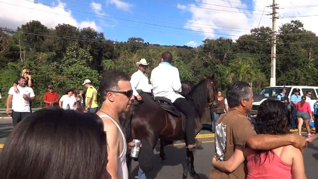 Paso Fino Horses (Caballos de Paso Fino) смотреть онлайн