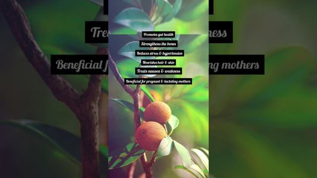 12 Health Benefits of CHIKOO ( SAPODILLA ) . #shorts #chikoo #sapodilla #chiku смотреть онлайн