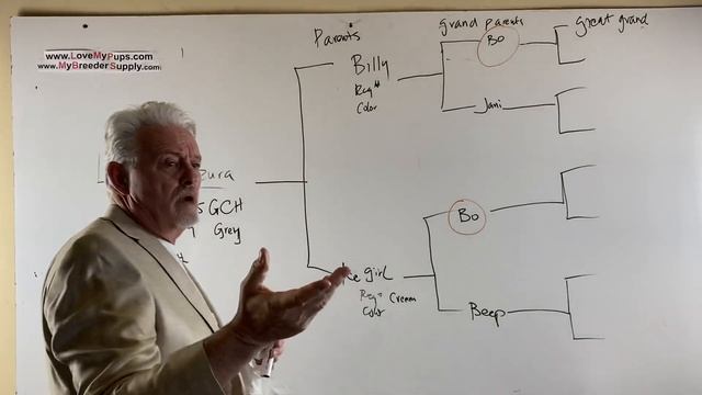 How to read a dogs pedigree смотреть онлайн