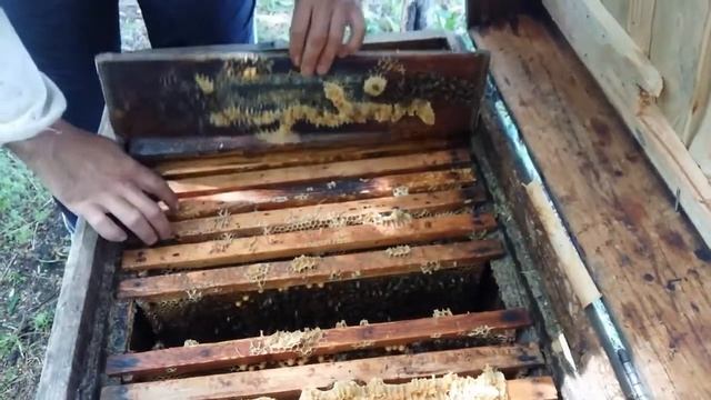 Украиская Степная в ульях лежаках в начале цветения акации смотреть онлайн
