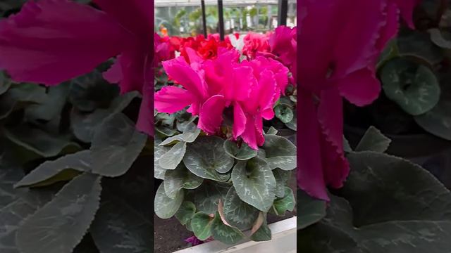 🌸Красивый, но капризный. смотреть онлайн