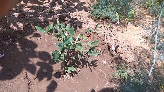 Саженцы жимолости из Бакчарского питомника, первый год после посадки смотреть онлайн