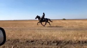 Шаман иноходец