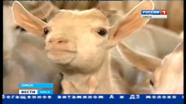 козье молоко смотреть онлайн