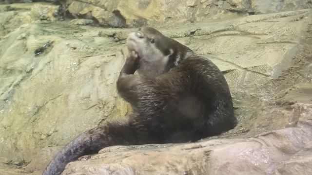 Выдра АЛЬМА. Удивительная жизнь в океанариуме/ВЫДРОДРОМ смотреть онлайн