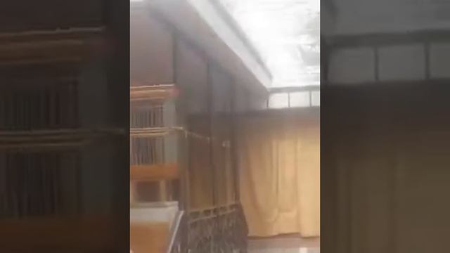 пиение гибрид щегол смотреть онлайн