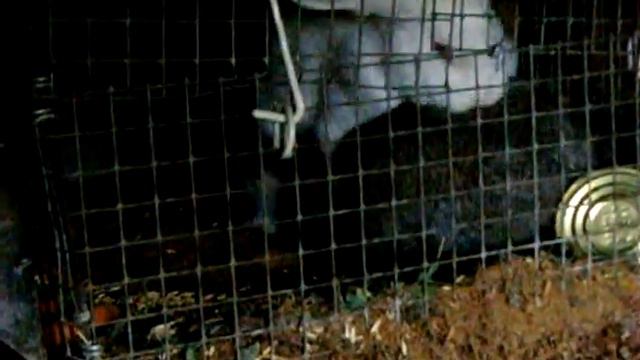 СВЕРХ НЕОБЫЧНЫЕ КРОЛИКИ смотреть онлайн