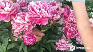 Ядвига пион. Пулков сад (2022 г)