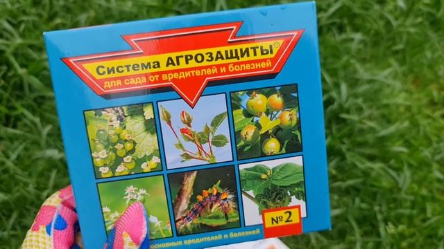 РОЗЫ НЕ БУДУТ БОЛЕТЬ! СРОЧНО опрыскайте ЭТИМ! ПОЧЕМУ мои розы ЧИСТЫЕ ВЕСЬ СЕЗОН, секрет ПРОСТ! смотреть онлайн