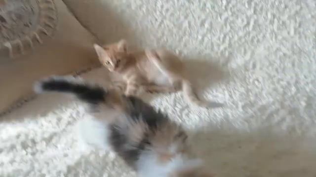 Весенние котятки шотландцы смотреть онлайн