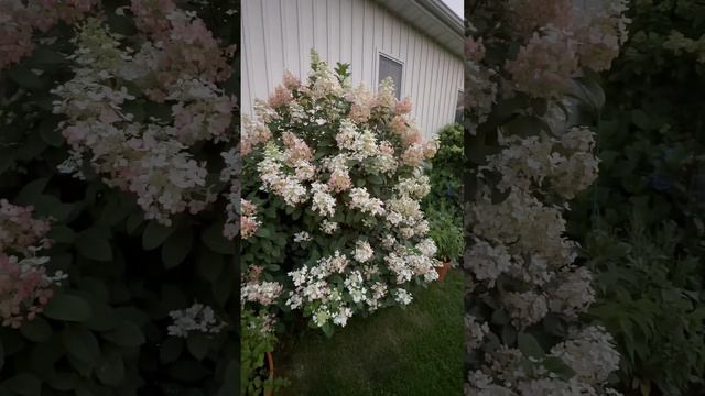 You Will Want This One! Little Quick Fire®️Panicle Hydrangea 🔥 смотреть онлайн